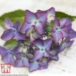 Hydrangea Macrophylla 'Black Diamonds Shining Angel Blue' -Tulip Bloom HYDR T79741 G1
