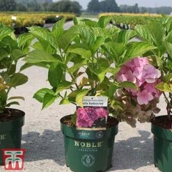 Tulip Bloom -Tulip Bloom HYDR T81825 B