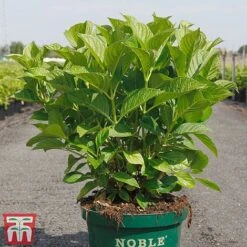 Hydrangea Macrophylla 'Belle Seduction' -Tulip Bloom HYDR T81825 C