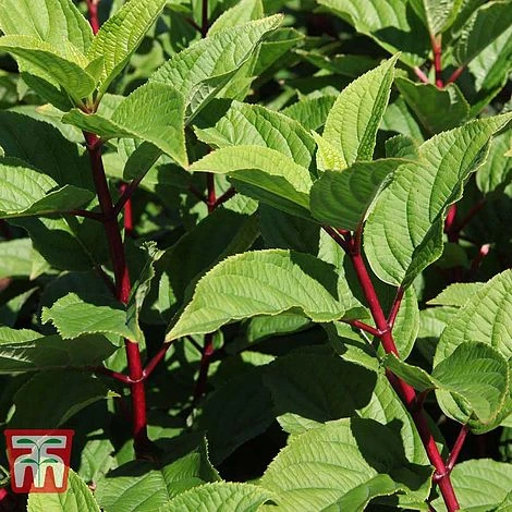 Hydrangea Paniculata 'Wim's Red' 3 Hydrangea Paniculata 'Wim's Red' - Image 3