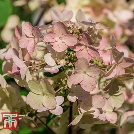 Hydrangea Paniculata 'Wim's Red' 2 Hydrangea Paniculata 'Wim's Red' - Image 2