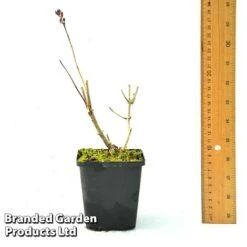 Hydrangea Paniculata 'Candlelight' -Tulip Bloom HYDR CANDLE9CM T450441