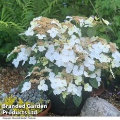 Hydrangea 'Summer Bride'