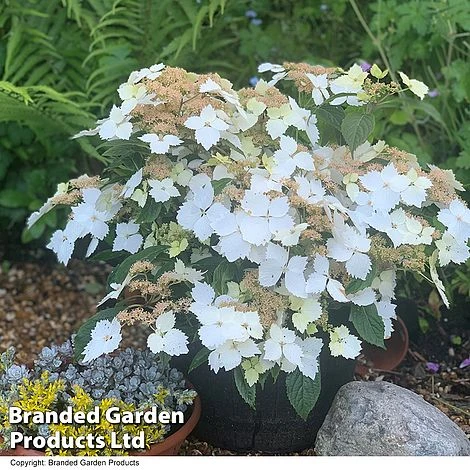Hydrangea 'Summer Bride' 1 Hydrangea 'Summer Bride'