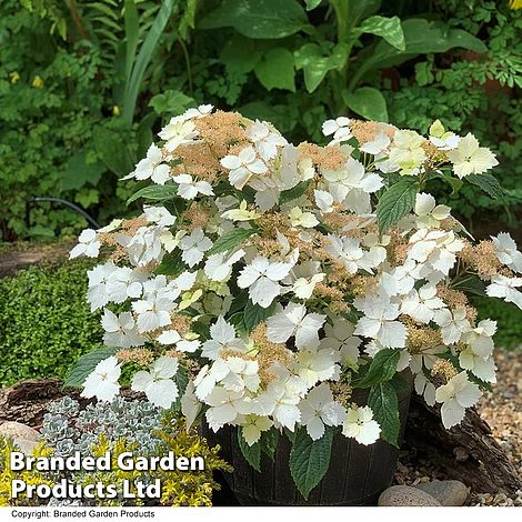 Hydrangea 'Summer Bride' 2 Hydrangea 'Summer Bride' - Image 2