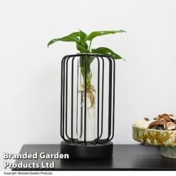 Hydroponic Collection In Turin Glass -Tulip Bloom HYDR LEDTURING T49863