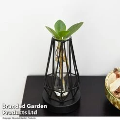 Hydroponic Collection In Turin Glass -Tulip Bloom HYDR LEDTURING T49865