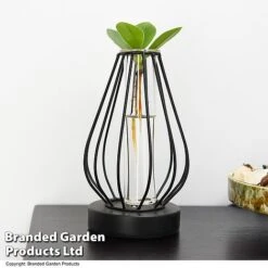 Hydroponic Collection In Turin Glass -Tulip Bloom HYDR LEDTURING T49867