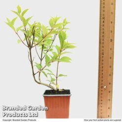 Hydrangea Paniculata 'Magical Moonlight' -Tulip Bloom HYDR MAGICM9CM T49364