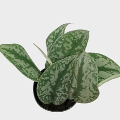 Scindapsus Pictus Trebie -Tulip Bloom IMG 1393 PhotoRoom