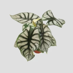 Alocasia Silver Dragon