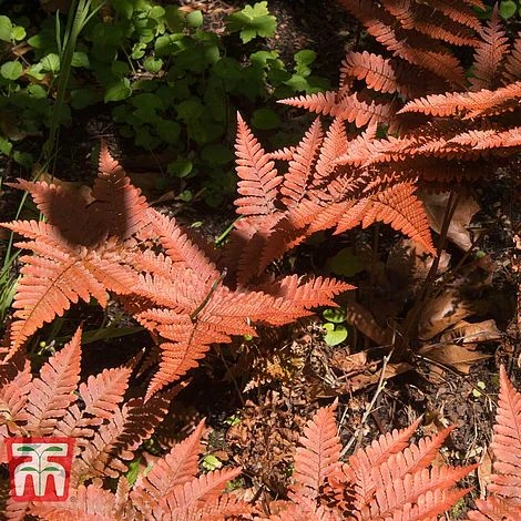 Dryopteris Erythrosora 2 Dryopteris Erythrosora - Image 2
