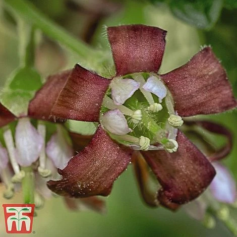 Casseille 2 Casseille - Image 2