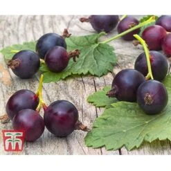 Casseille 5 Casseille -Tulip Bloom JOST DWW3581 CC