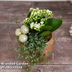 Kalanchoe Christmas Bauble - Gift -Tulip Bloom KALA CHRISBAUB T44339