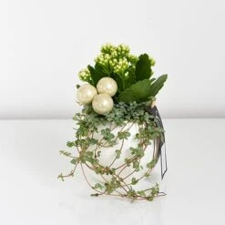 Kalanchoe Christmas Bauble - Gift -Tulip Bloom KALA CHRISBAUB T44341