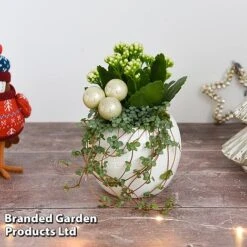 Kalanchoe Christmas Bauble - Gift -Tulip Bloom KALA CHRISBAUB T44342