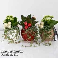 Kalanchoe Christmas Bauble - Gift -Tulip Bloom KALA CHRISBAUB T44344