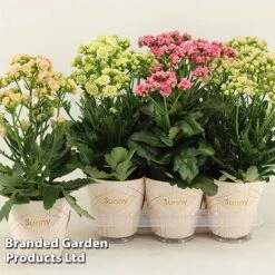 Kalanchoe 'Sunny Mix' -Tulip Bloom KALA SUNMX14CM S48790