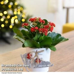 Christmas Kalanchoe - Gift -Tulip Bloom KALA ZINCSKATE T46919