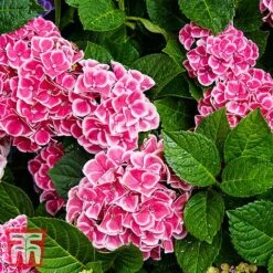 Hydrangea Macrophylla 'Camilla' -Tulip Bloom KB3620 HYDR 1