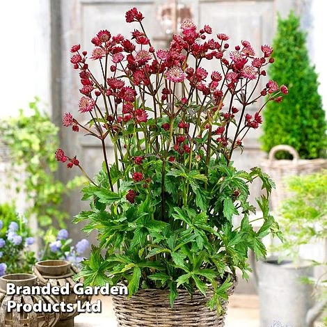 Astrantia Star Of Love 2 Astrantia Star Of Love - Image 2