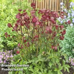 Astrantia Star Of Love 5 Astrantia Star Of Love -Tulip Bloom KC5948b