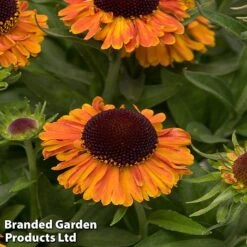 Helenium 'Short 'n' Sassy' -Tulip Bloom KC8617b