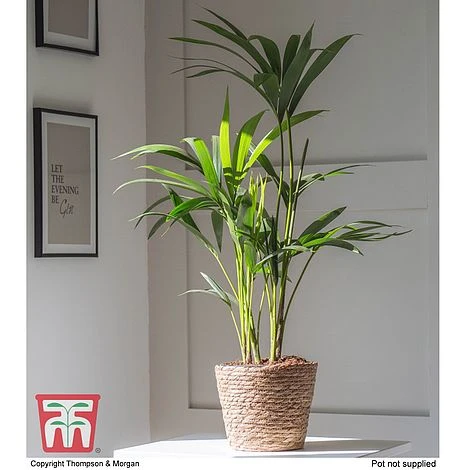 Kentia Palm 2 Kentia Palm - Image 2