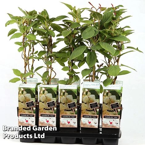 Kiwi 'Atlas' (Male Variety) 1 Kiwi 'Atlas' (Male Variety)