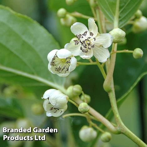Kiwi 'Prince Jumbo' (Male Variety) 1 Kiwi 'Prince Jumbo' (Male Variety)
