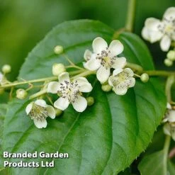 Kiwi Jumbo Duo 5 Kiwi Jumbo Duo -Tulip Bloom KIWI PRINCEJUM S49324202