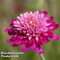 Knautia Macedonica 'Melton Pastels' -Tulip Bloom KNAU MELTONPAS W498781
