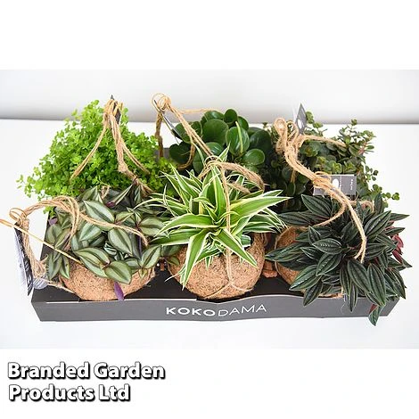 Kokodama Green Hanging Mix 2 Kokodama Green Hanging Mix - Image 2