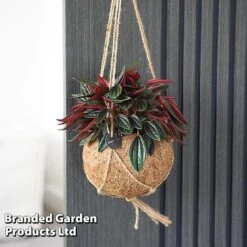 Kokodama Green Hanging Mix 10 Kokodama Green Hanging Mix -Tulip Bloom KOKO GREENMIX T42884