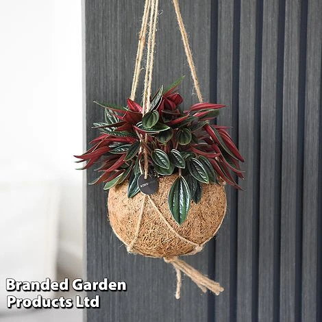 Kokodama Green Hanging Mix 3 Kokodama Green Hanging Mix - Image 3