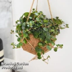 Kokodama Green Hanging Mix 11 Kokodama Green Hanging Mix -Tulip Bloom KOKO GREENMIX T42886