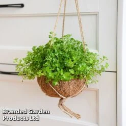 Kokodama Green Hanging Mix 14 Kokodama Green Hanging Mix -Tulip Bloom KOKO GREENMIX T42892