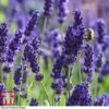 Lavender 'Havana'