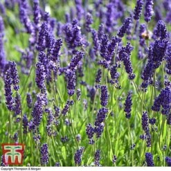 Lavender 'Havana' -Tulip Bloom LAVE T80301 H