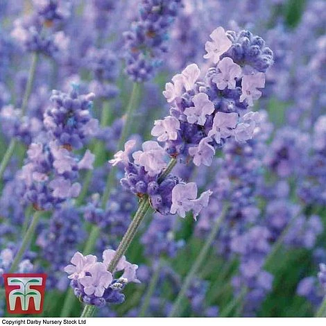 Lavender 'Melissa Lilac' 1 Lavender 'Melissa Lilac'