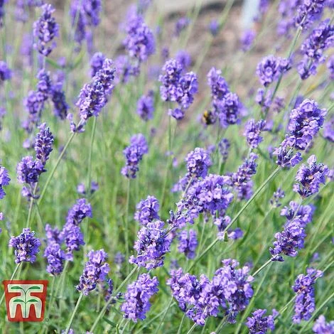 Lavender 'Melissa Lilac' 2 Lavender 'Melissa Lilac' - Image 2