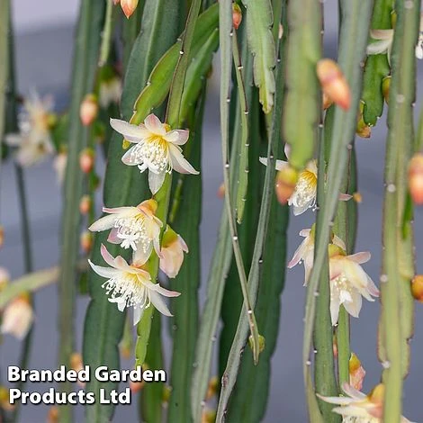 Lepismium Bolivianum 2 Lepismium Bolivianum - Image 2