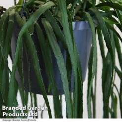 Lepismium Bolivianum 5 Lepismium Bolivianum -Tulip Bloom LEPI BOLIVIANU T47997