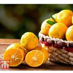 Rangpur Lime -Tulip Bloom LIME WKB8926 C