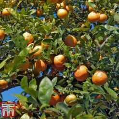 Tulip Bloom -Tulip Bloom LIME WKB8926 D