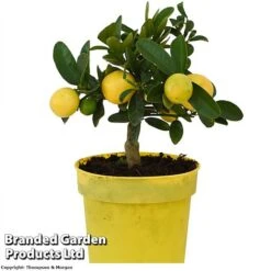 Limequat Citrus Plant -Tulip Bloom LIMEQUAT KC5369 A1