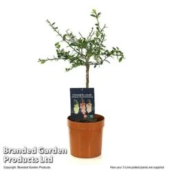 Lime 'Caviar Lime' -Tulip Bloom LIME CAVIARL3L T48377