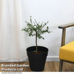 Lime 'Caviar Lime' -Tulip Bloom LIME CAVIARLIM T48378