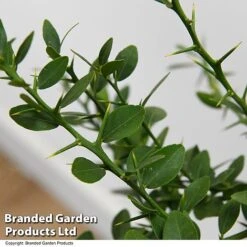 Lime 'Caviar Lime' -Tulip Bloom LIME CAVIARLIM T48379